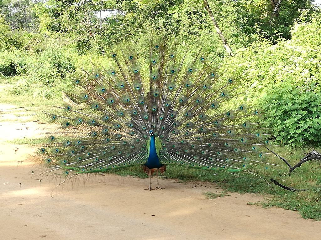 Induwara Safari Resort Uda Walawe Extérieur photo