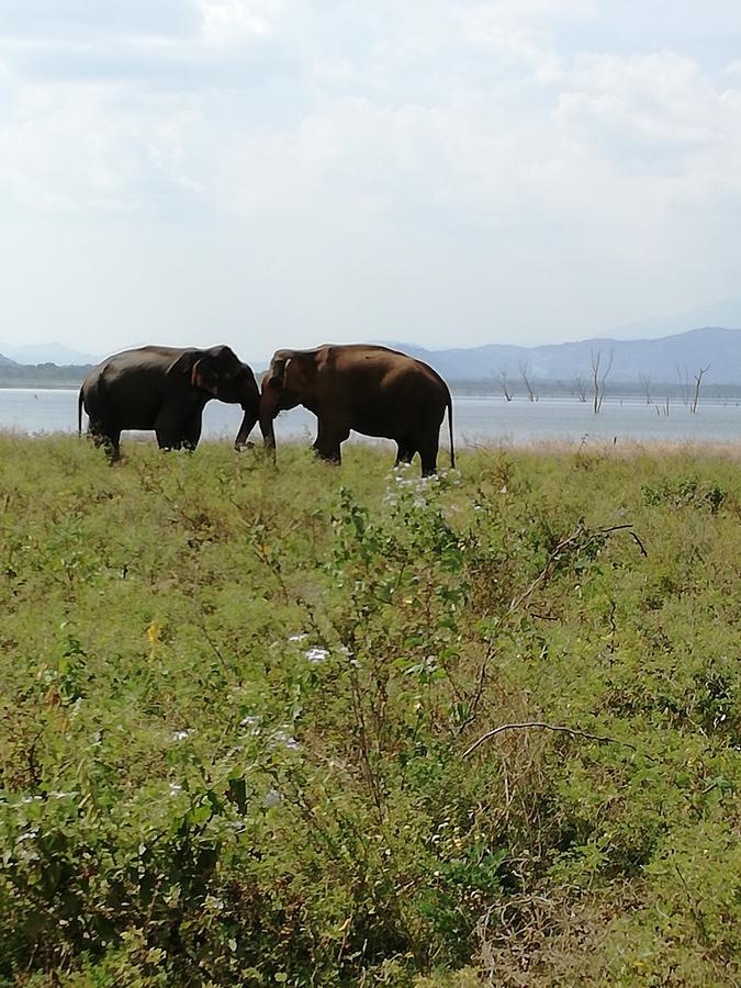 Induwara Safari Resort Uda Walawe Extérieur photo
