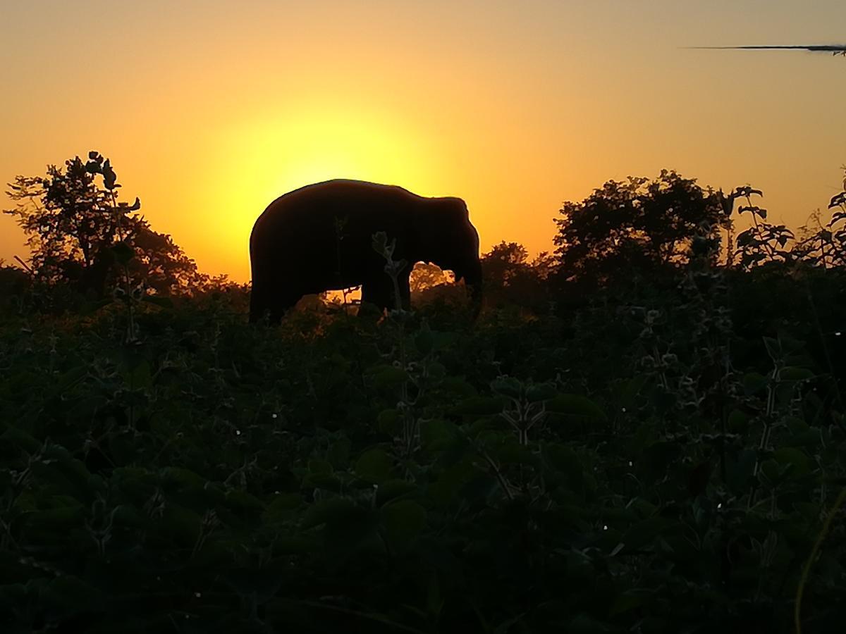 Induwara Safari Resort Uda Walawe Extérieur photo